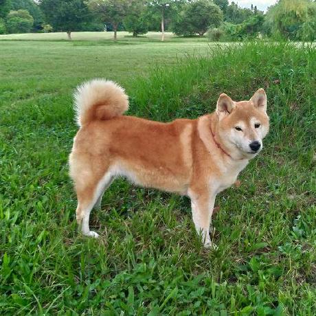 Digger Jones Github - Amazing Geometric Wallpaper - Mobile