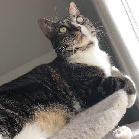 R05en Rosen Github - Dark Textures - Premium High Resolution Collection