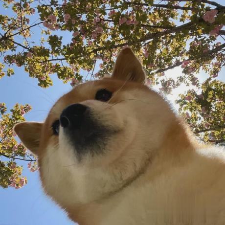 Vongzh Wangzheng Github - Best Mountain Textures in Ultra HD