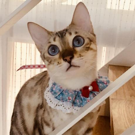 Github Leekh7411 Rpintdb - Beautiful Colorful Picture - Ultra HD