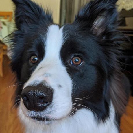 Maxo Enf Max Olender Github - Download Classic Light Background | 4K