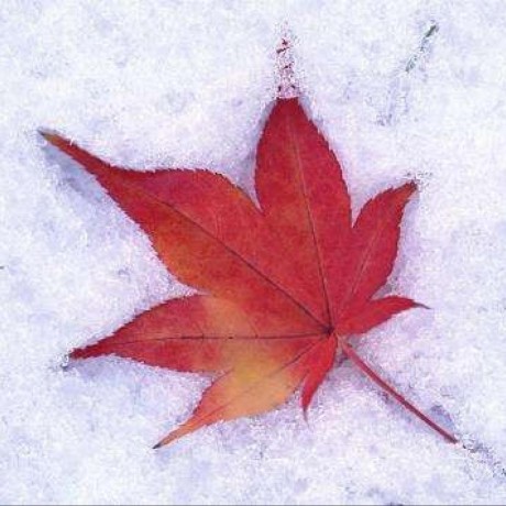 Map1e Zjc Github - Colorful Wallpapers - Classic Mobile Collection