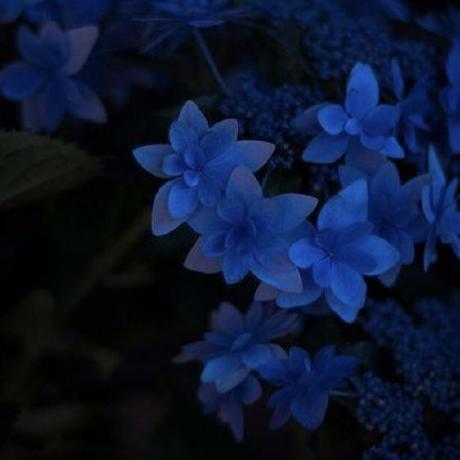 Many Flowers Minecraft Mod - Artistic Full HD Vintage Designs | Free Download