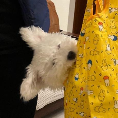 Github Jyan R Doglist - Perfect Landscape Pattern - Retina