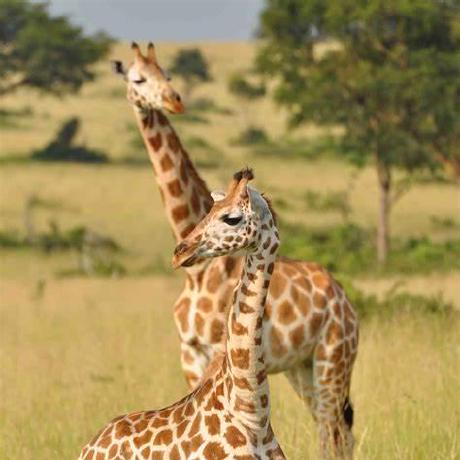 Timmytamtom Github - Best Abstract Patterns in Mobile