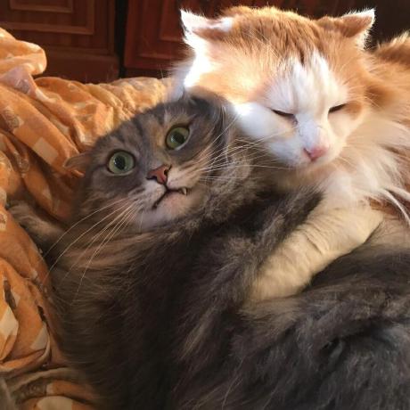 Igorkds Igor Dami O Github - Light Images - Artistic High Resolution Collection