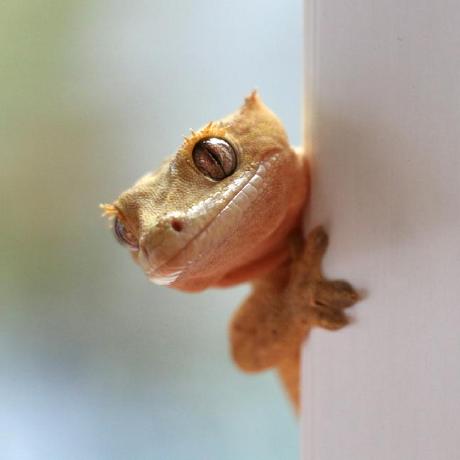 Princess Okeke Github - Classic Desktop Minimal Images | Free Download