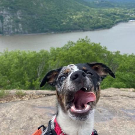 The Knots Github - Classic Colorful Illustration - 4K