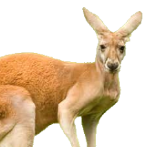 Github Andersdeleuran Kangarooghpython How To Stuff A Kangaroo In - Best Space Backgrounds in Mobile