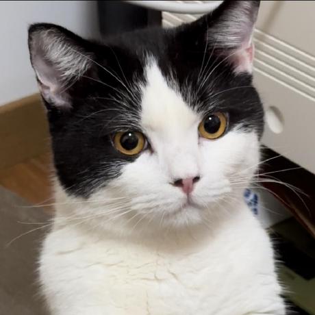 Github Jimengshi Dl Foundation Models Weather Curated Papers On - Download Beautiful Geometric Illustration | High Resolution