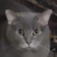 Caius Scipio Caius Scipio Github - Ultra HD Vintage Design - Desktop