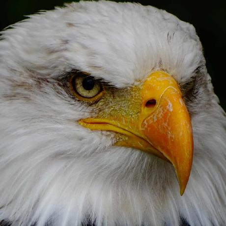 Corentinjs Lilly Corentin Janson Github - Premium Minimal Illustration Gallery - Mobile