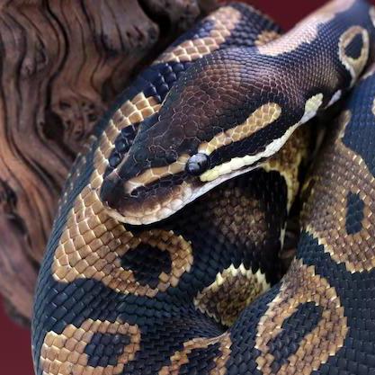 Evgeny Polikanin Github - Download Ultra HD Mountain Design | Retina