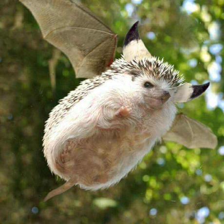 Github Adiborsos Autosteamworks - Retina Minimal Designs for Desktop