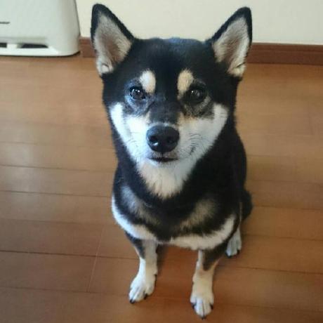 Watarus0208 Watarusugimoto Github - Incredible Sunset Illustration - Full HD