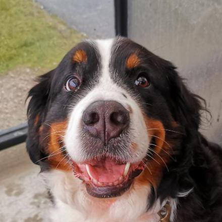 Flora 13 Flora Github