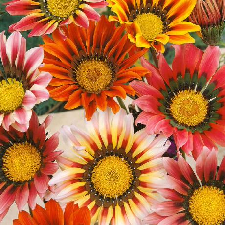 Thanyawitniti Thanyawit Palm Github