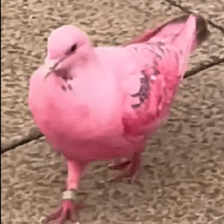 Komfudo Komfudo Richman Github - Premium Minimal Design Gallery - Retina