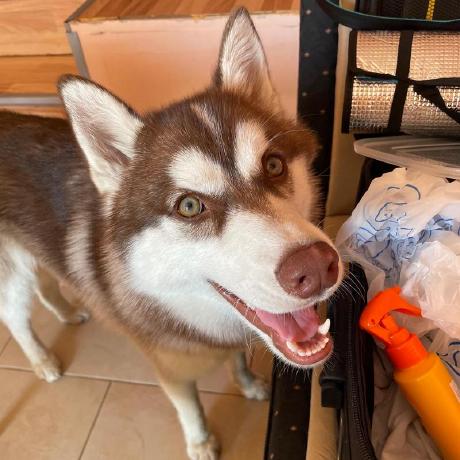 Zeljko Bulatovic Zeljko Github - Perfect 4K Light Arts | Free Download