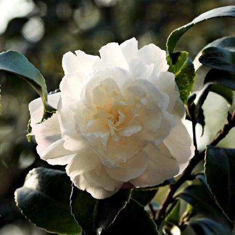 Bihv Bi Ho Github - Landscape Arts - Premium Full HD Collection