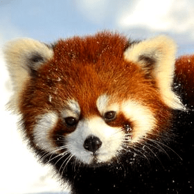 Chenzhihuii Fir Manda Github - Download Beautiful Minimal Image | High Resolution