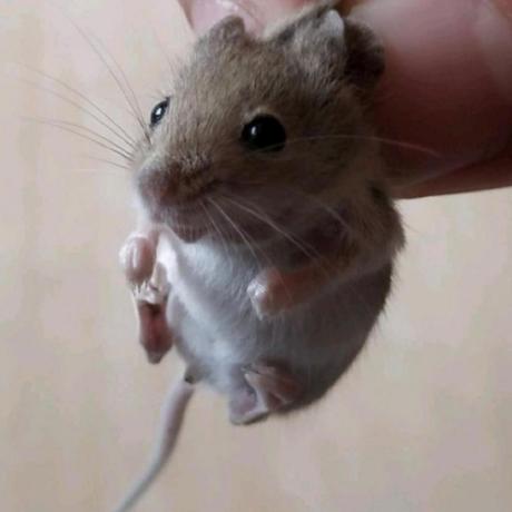 Github Jia Yuhao Beacon Github - HD Mountain Illustrations for Desktop