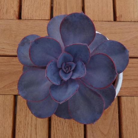 Ruchita 100 Github - Download Gorgeous Landscape Design | High Resolution