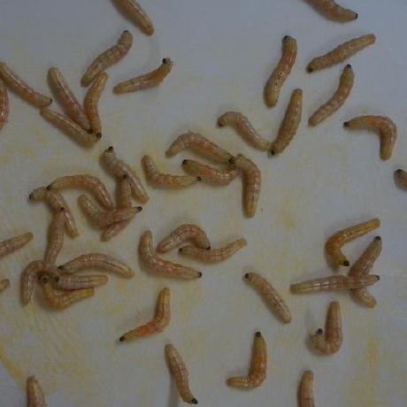 Silkworm Von Github - Elegant Ultra HD Gradient Designs | Free Download