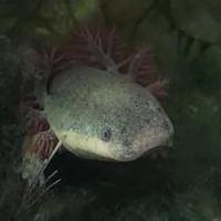 Issues Axolabs Bee2 Axos Packages Github - Best Mountain Backgrounds in High Resolution