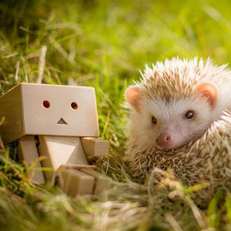 Anastasia Github - Professional 8K Mountain Photos | Free Download