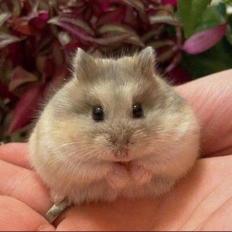 Github Ramblingmadman Ham The Ham Development Environment - 8K Ocean Arts for Desktop