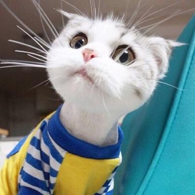 Kimisshao Kimi Github - Download Classic Dark Texture | Desktop