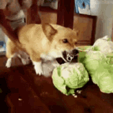 Github Xuhao1 Jesse Jesse - 4K Space Illustrations for Desktop