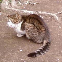 Uchidacode Yoshihiko Uchida Github - Best Sunset Pictures in High Resolution