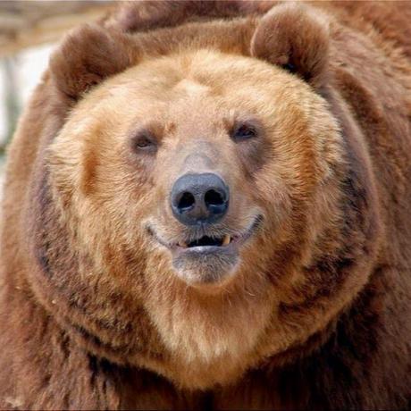 Misha In Michal Lev Github - Premium Dark Pattern Gallery - HD