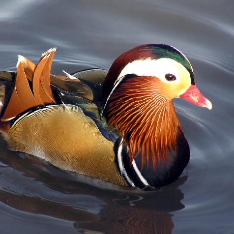 Den Mat Github - 8K Abstract Pictures for Desktop