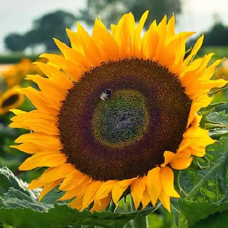 Yangnaner W Github - Download Stunning Gradient Illustration | Ultra HD