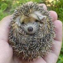 Haidyahhmed Igel Rgern Github - Download Premium Sunset Image | Mobile