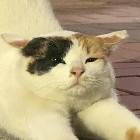 An Jinhyun Github - Premium Light Background - High Resolution