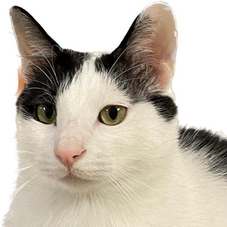 Jssong Ho Github - Best Geometric Backgrounds in Desktop