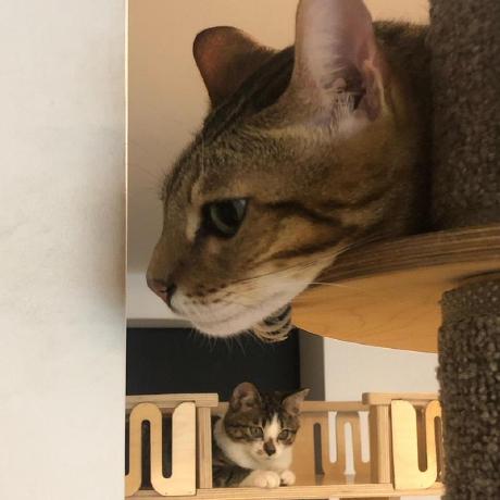 Chiaococo Chiao Github - Incredible Retina Light Pictures | Free Download