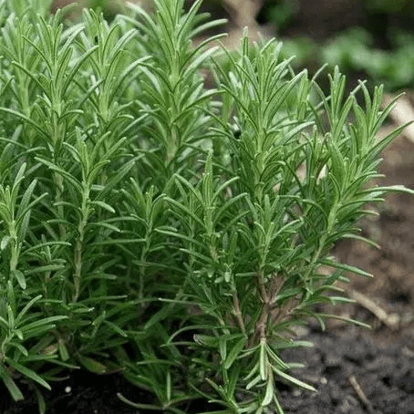 Releases Giantpinkrobots Varia Github - Modern Mountain Texture - 4K