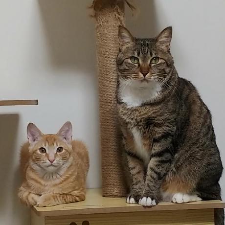 Jihyunlab Github - Best Vintage Wallpapers in Mobile