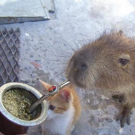 Silverfox4 Axel Espinoza Github - Landscape Arts - Elegant Desktop Collection