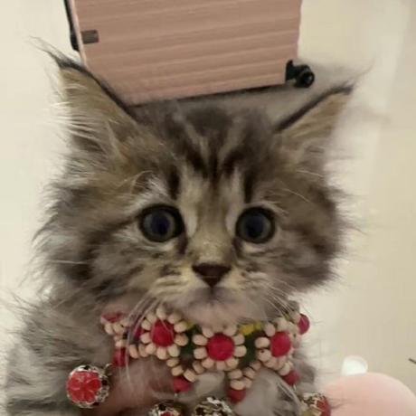 Faust Benchou Faust Github - Gradient Patterns - Gorgeous Desktop Collection