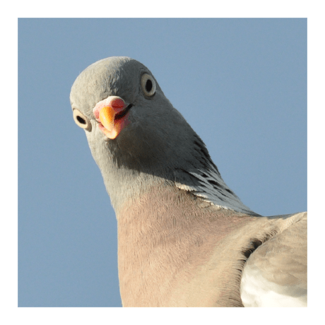 Github Sweta040799 Pigeons Final Year Project - Landscape Illustrations - Amazing Desktop Collection