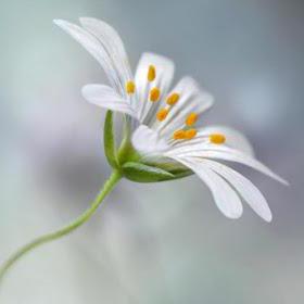 Github Amani Blu Seepsproject - Download Artistic Minimal Image | Ultra HD