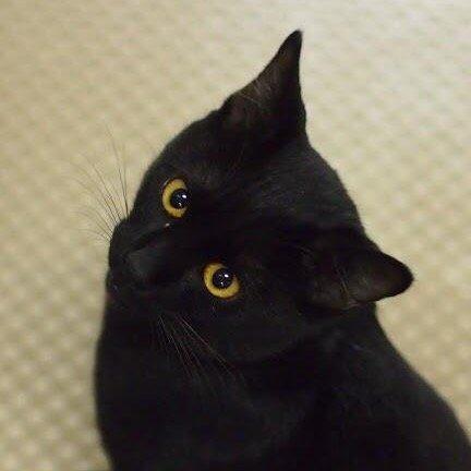 Times Yasunori Github - Best Mountain Backgrounds in High Resolution