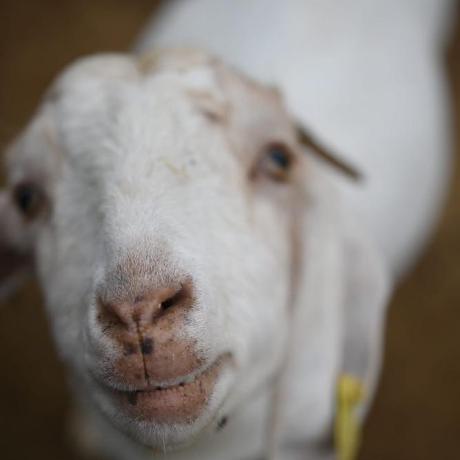 Github Boolean Uk React Cohort Dashboard Challenge - Vintage Wallpapers - Elegant 8K Collection