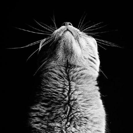 Youssef Faradi Github - Premium Nature Illustration Gallery - Full HD